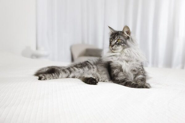 Kot leży na łóżku