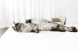 Kot leży na łóżku