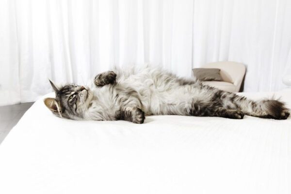 Kot leży na łóżku