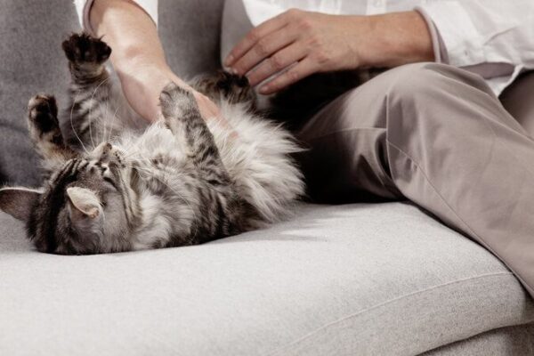 Pani głaszcze kota po brzuchu