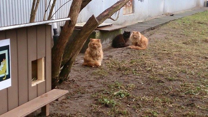 bezdomne koty w rydze