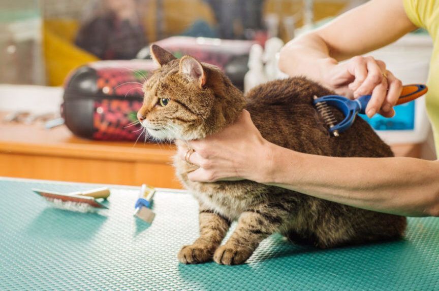 Pani czesze kota trymerem