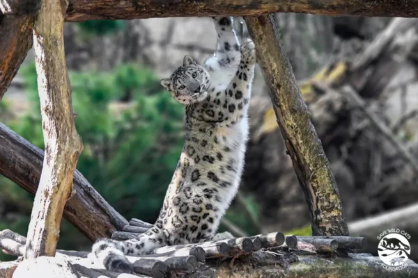 pantera śnieżna duch gór