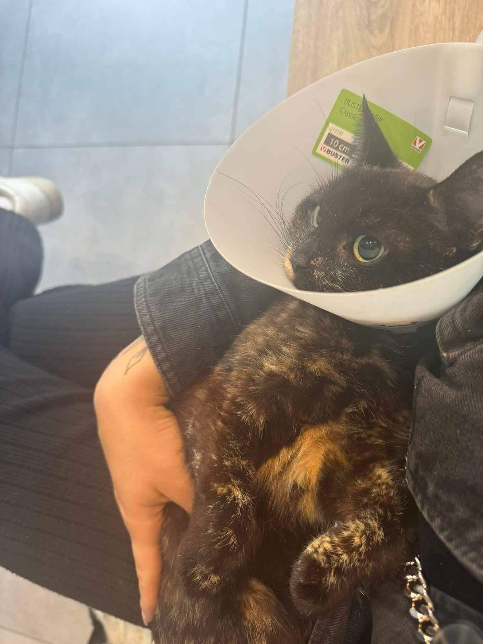 pchełka - straciła w powodzi łapkę