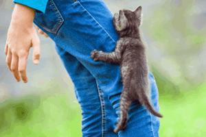 kocięta wspinają się po nogach