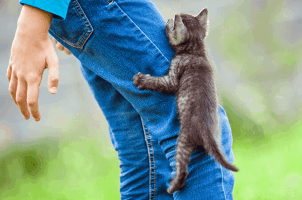 kocięta wspinają się po nogach