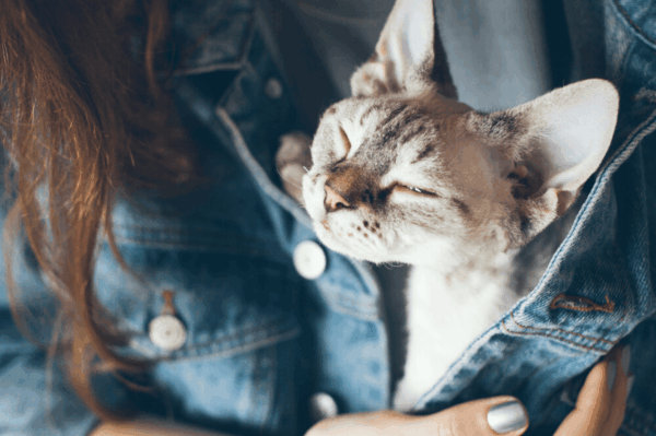 jak pokazać kotu, że jest częścią rodziny