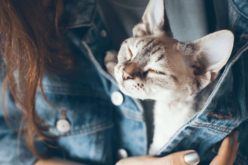 jak pokazać kotu, że jest częścią rodziny