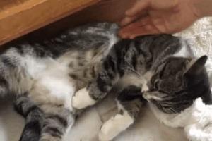 kot uwięziony w plastiku