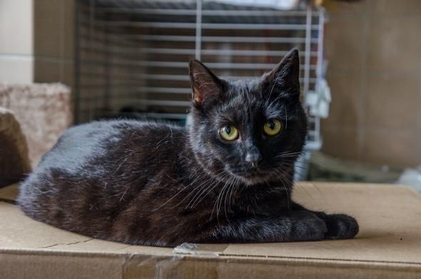 Rademenes kot pielęgniarz