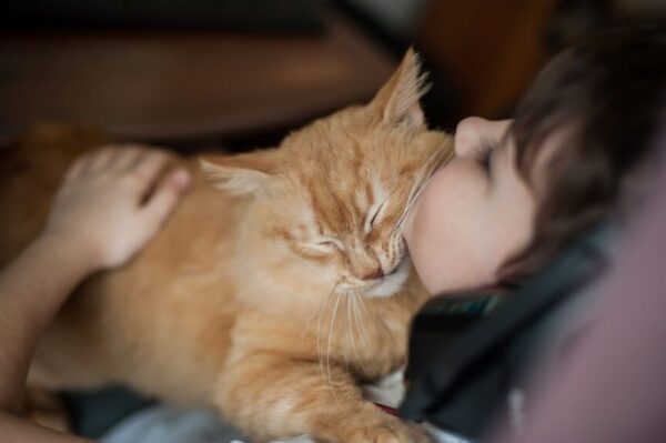 Rasy kotów które nie skąpią miłości