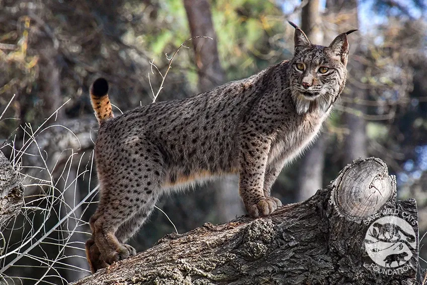 Ryś iberyjski - 1.webp