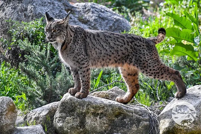 Ryś iberyjski - 2.webp