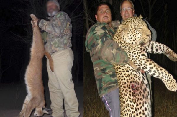 Scott van Zyl zabijał dzikie koty.jpg