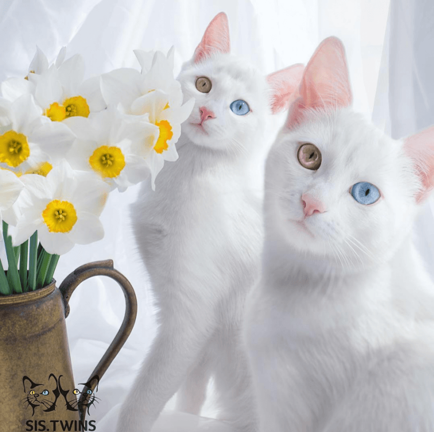 sis.twins koty z heterochromią