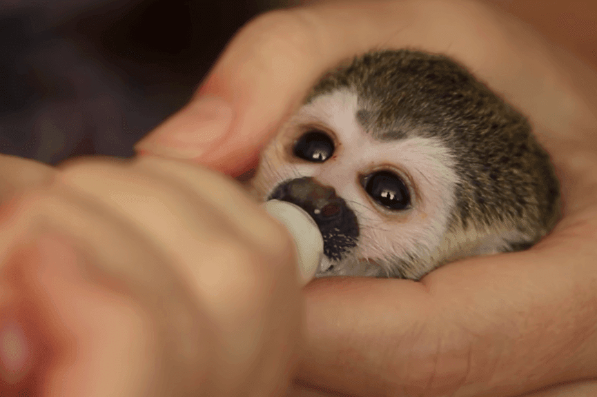 karmienie małpki Fiodor