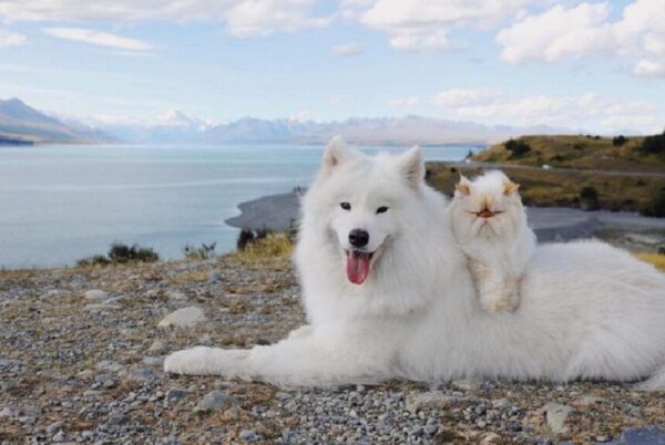 słodki pies i naburmoszony kot