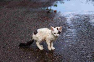 znalazłem kota co robić