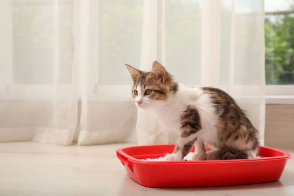 ile razy dziennie sika kot