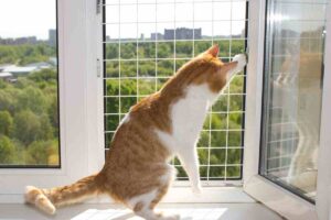 kot utknął w oknie