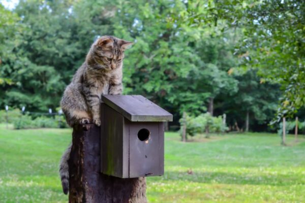 godzina policyjna dla kotow