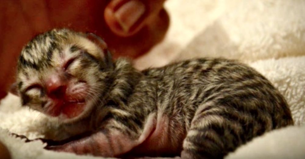 Simba-Fishing-Cat uratowane zwierzę