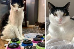 kot Steve który komunikuje się za pomocą maty dźwiękowej