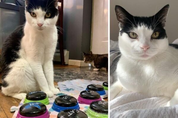 kot Steve który komunikuje się za pomocą maty dźwiękowej