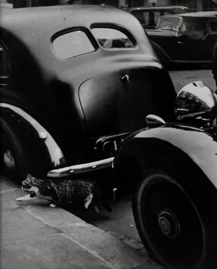 koty londynu thurston hopkins