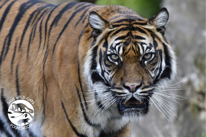 tygrys sumatrzański