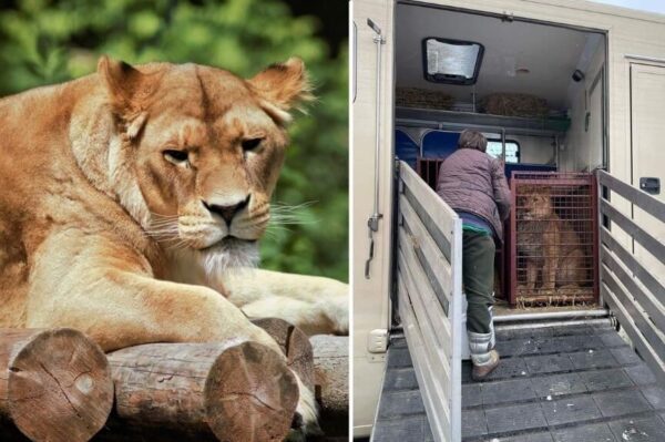 Poznańskie ZOO na pomoc zwierzętom z Ukrainy