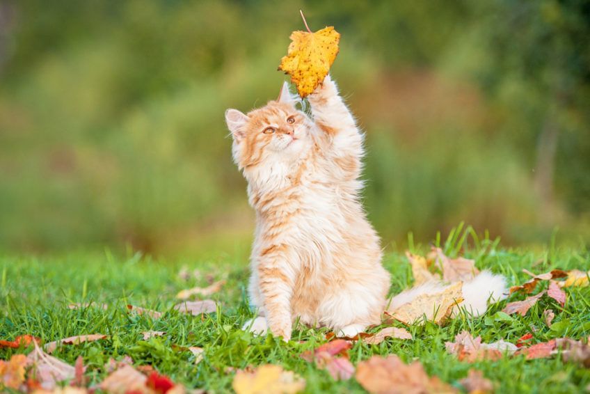 Rudy kot bawi się liściem