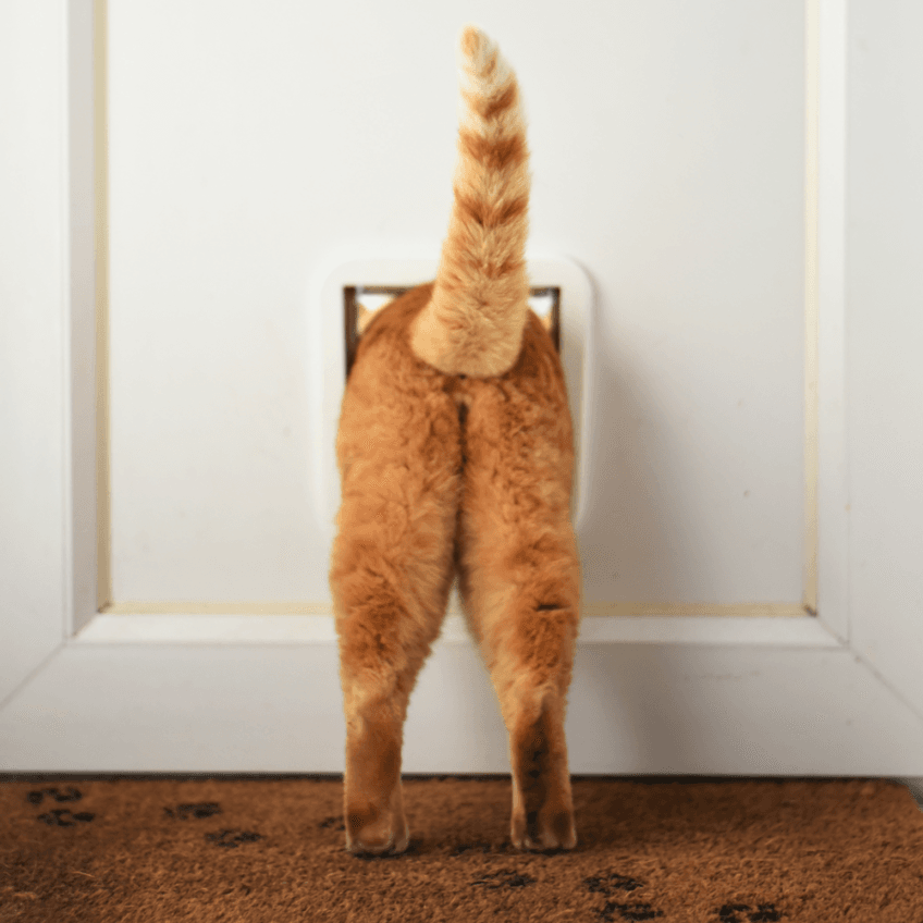 kot prezentuje swoje tyły