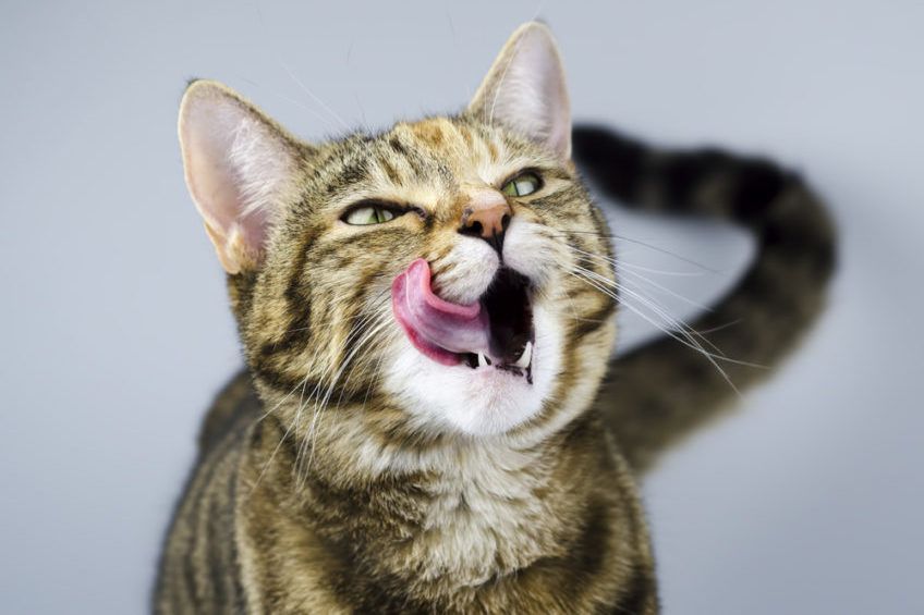 Kot oblizuje się na szarym tle