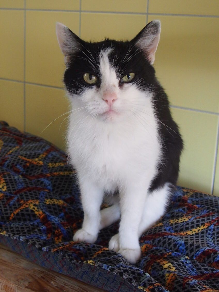 kot na legowisku wykonanej ze ścinek autobusowej tapicerki