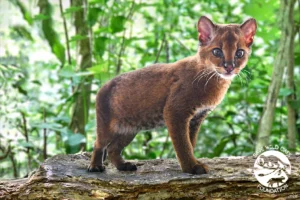 złotokot afrykański