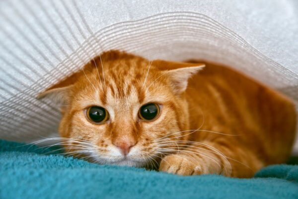 adoptowała koty z zamiarem ich zabicia