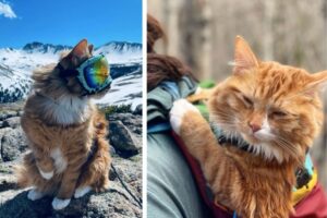 adoptowany kot podróżuje