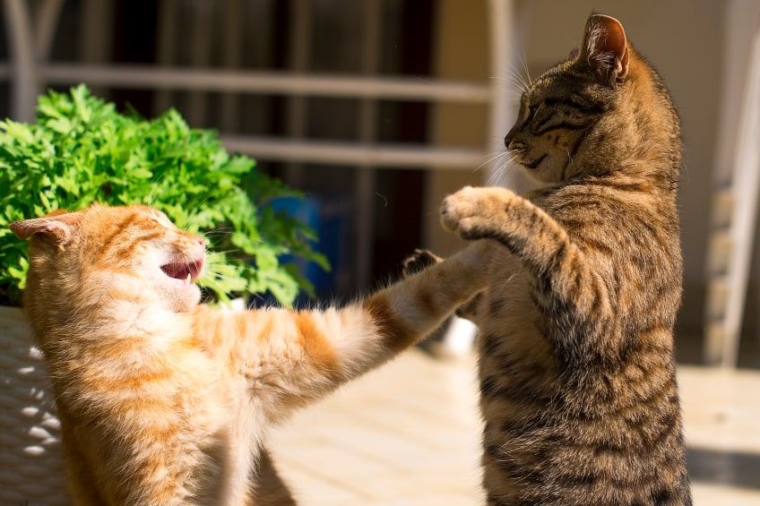 agresywny kot agresja w obronie zasobów