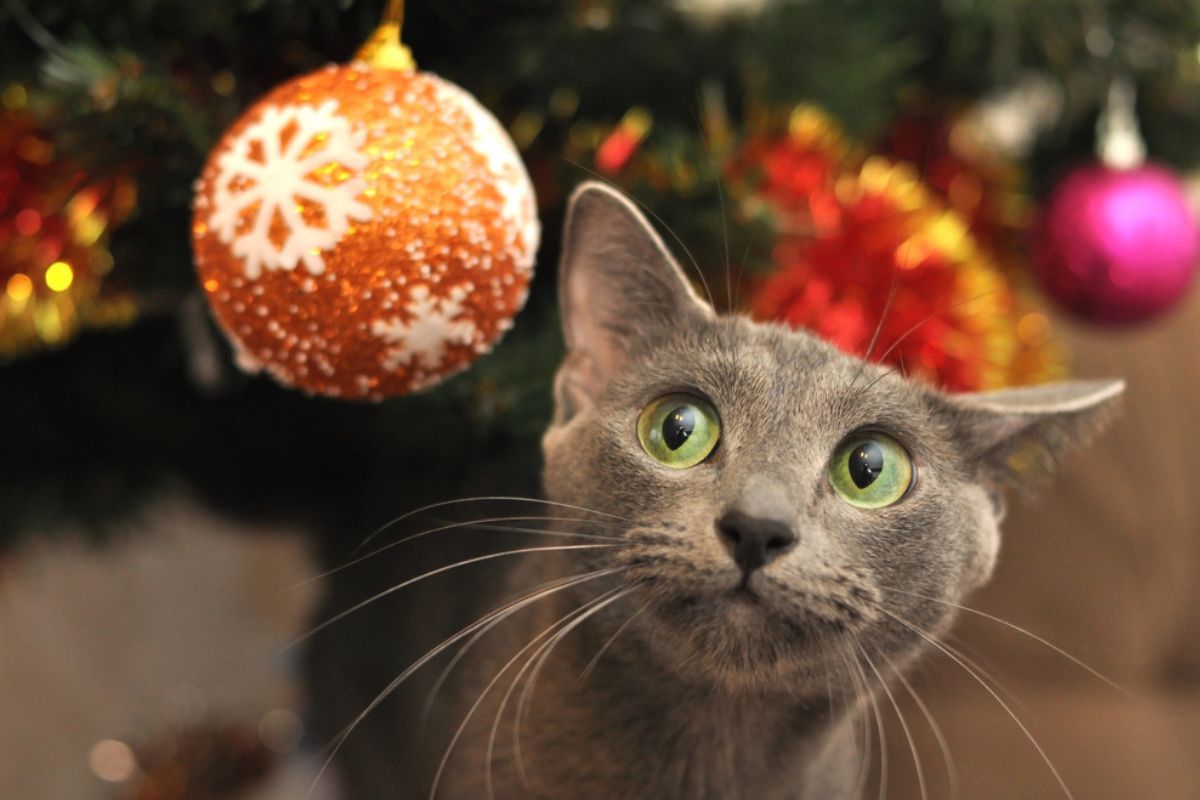 akcja #CharytatywnaChoinka