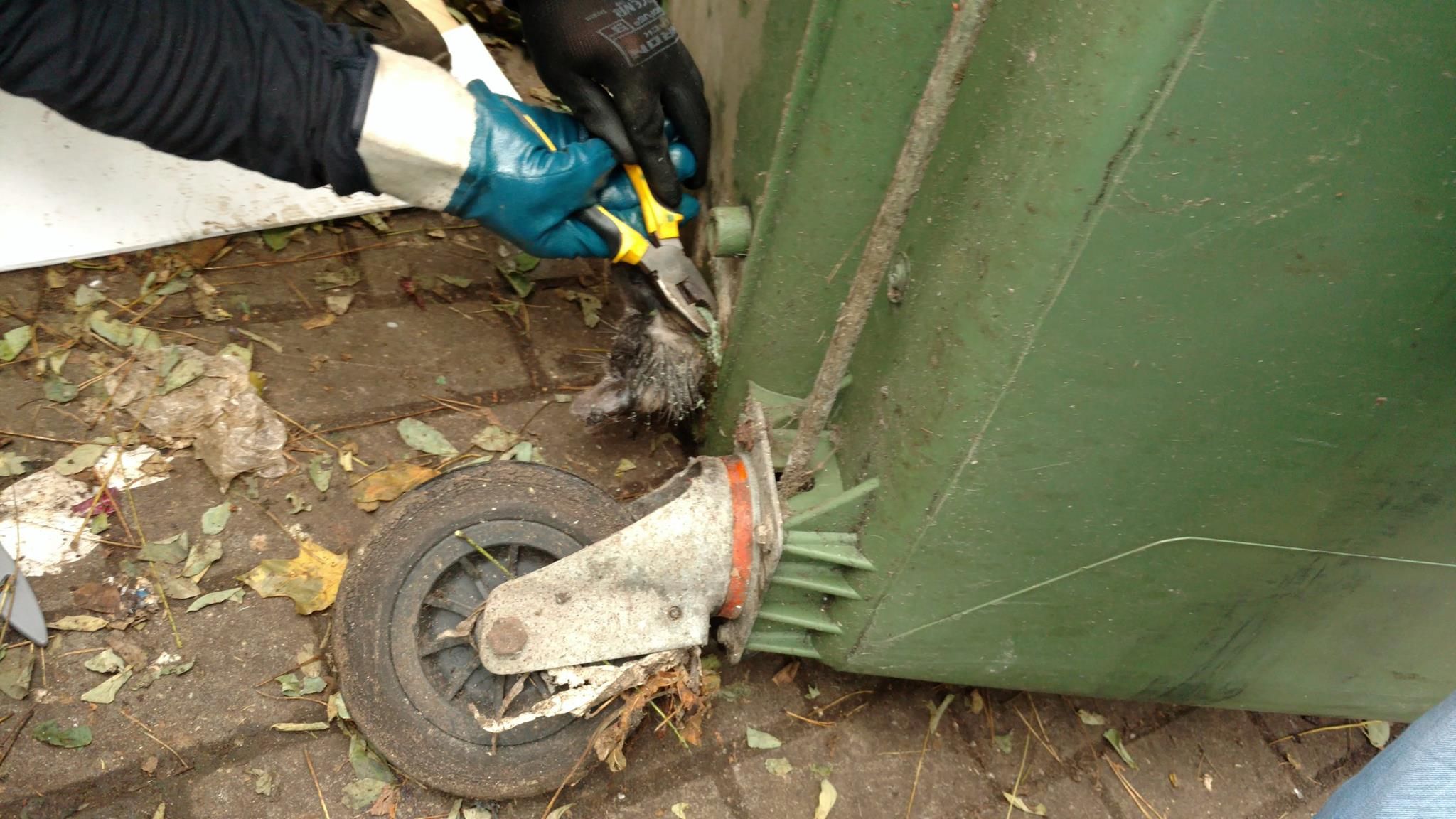 akcja ratowania kociaka