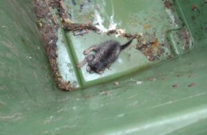 akcja ratowania kociaka