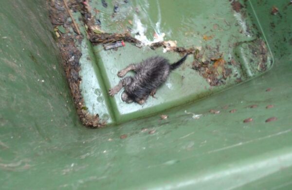 akcja ratowania kociaka