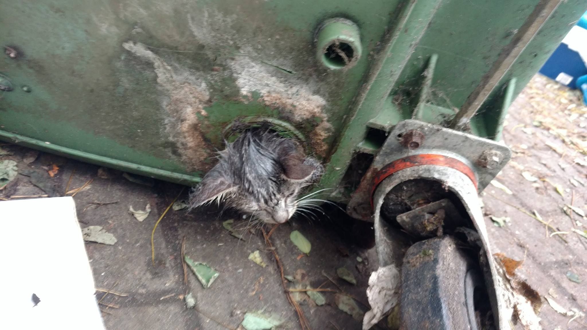 akcja ratowania kociaka