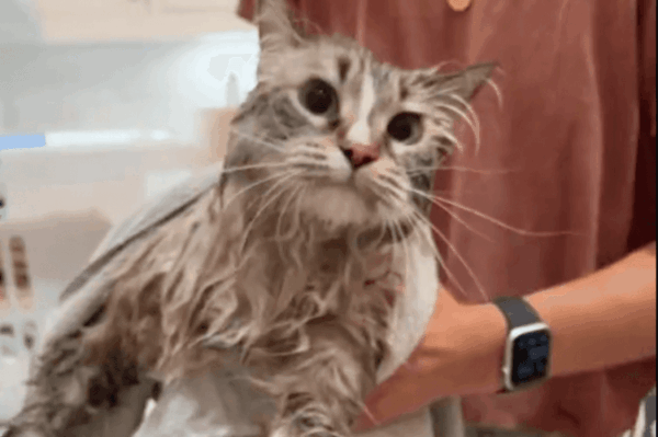 aktorka kąpała kota