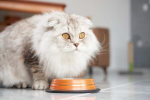 alergia pokarmowa u kota