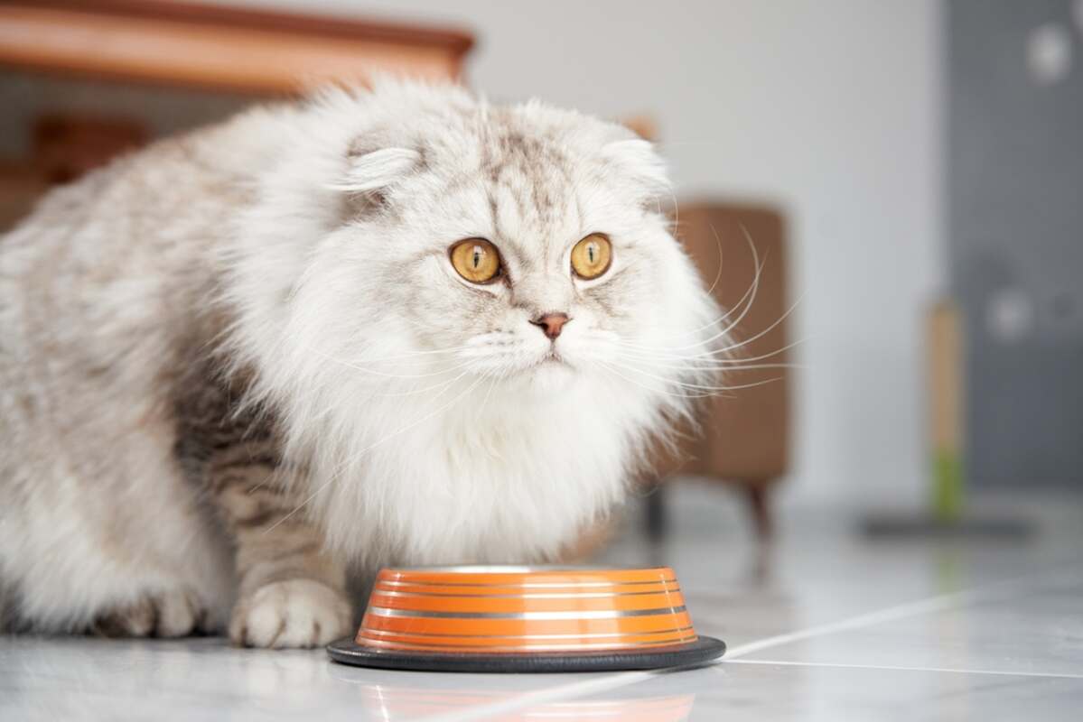 alergia pokarmowa u kota