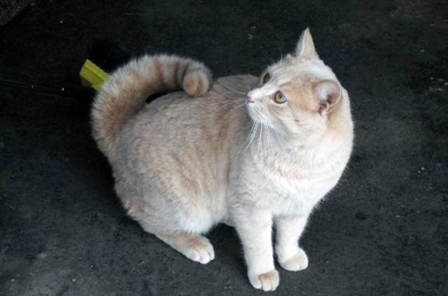 rudy kot american ringtail