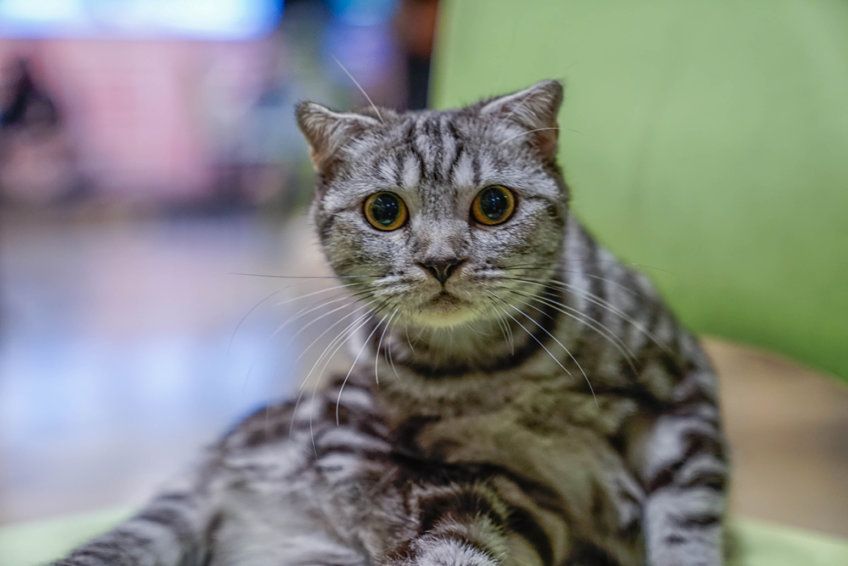 Kot amerykański krótkowłosy patrzący w obiektyw