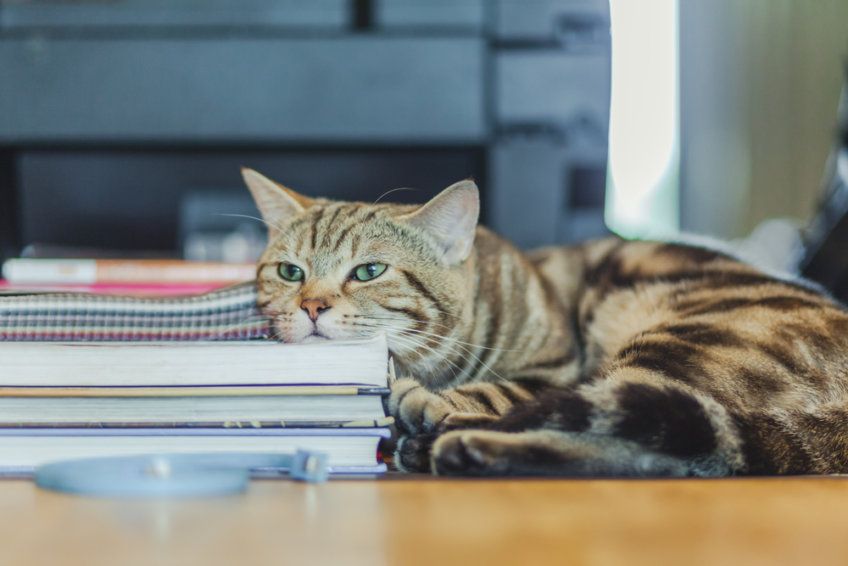 kot leży na książkach
